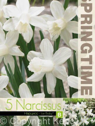 Narcissus Ice Baby - RB
