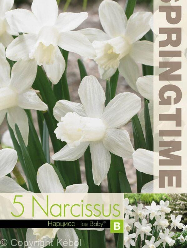 Narcissus Ice Baby - RB