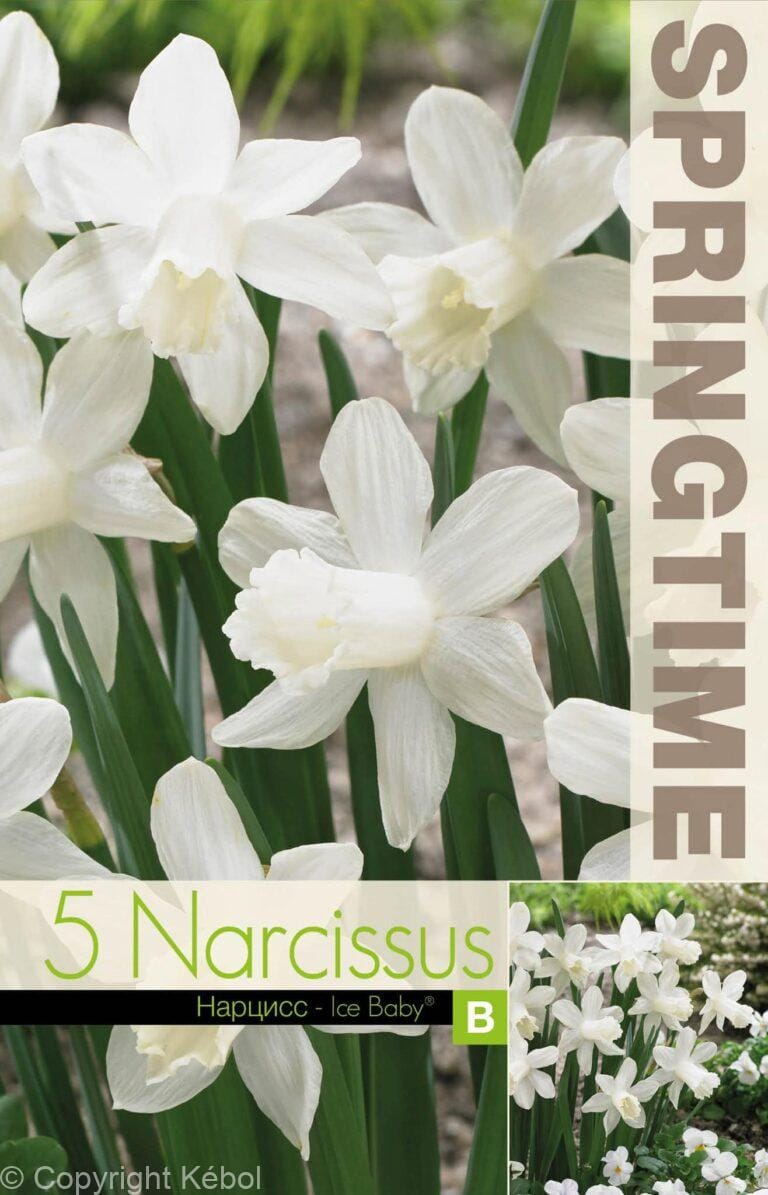 Narcissus Ice Baby - RB