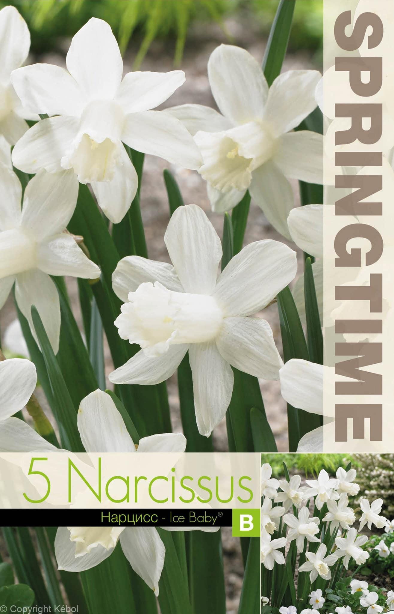 Narcissus Ice Baby - RB