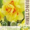 Narcissus Tahiti - RB