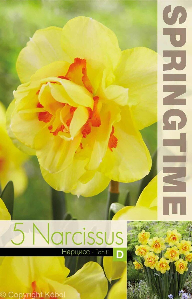 Narcissus Tahiti - RB