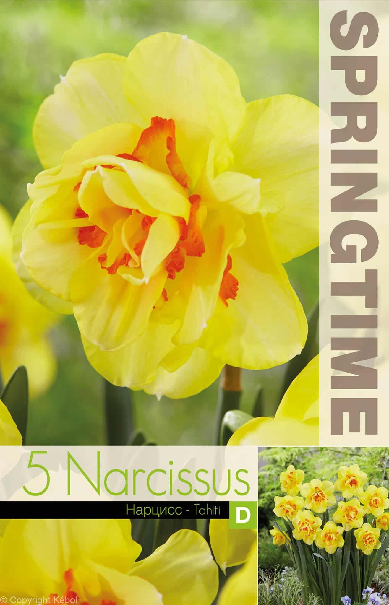 Narcissus Tahiti - RB