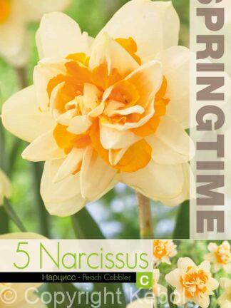 Narcissus Peach Cobbler - RB