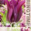 Tulipa Purple Doll - RB