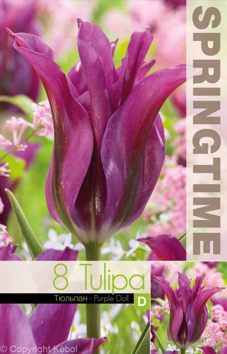Tulipa Purple Doll - RB