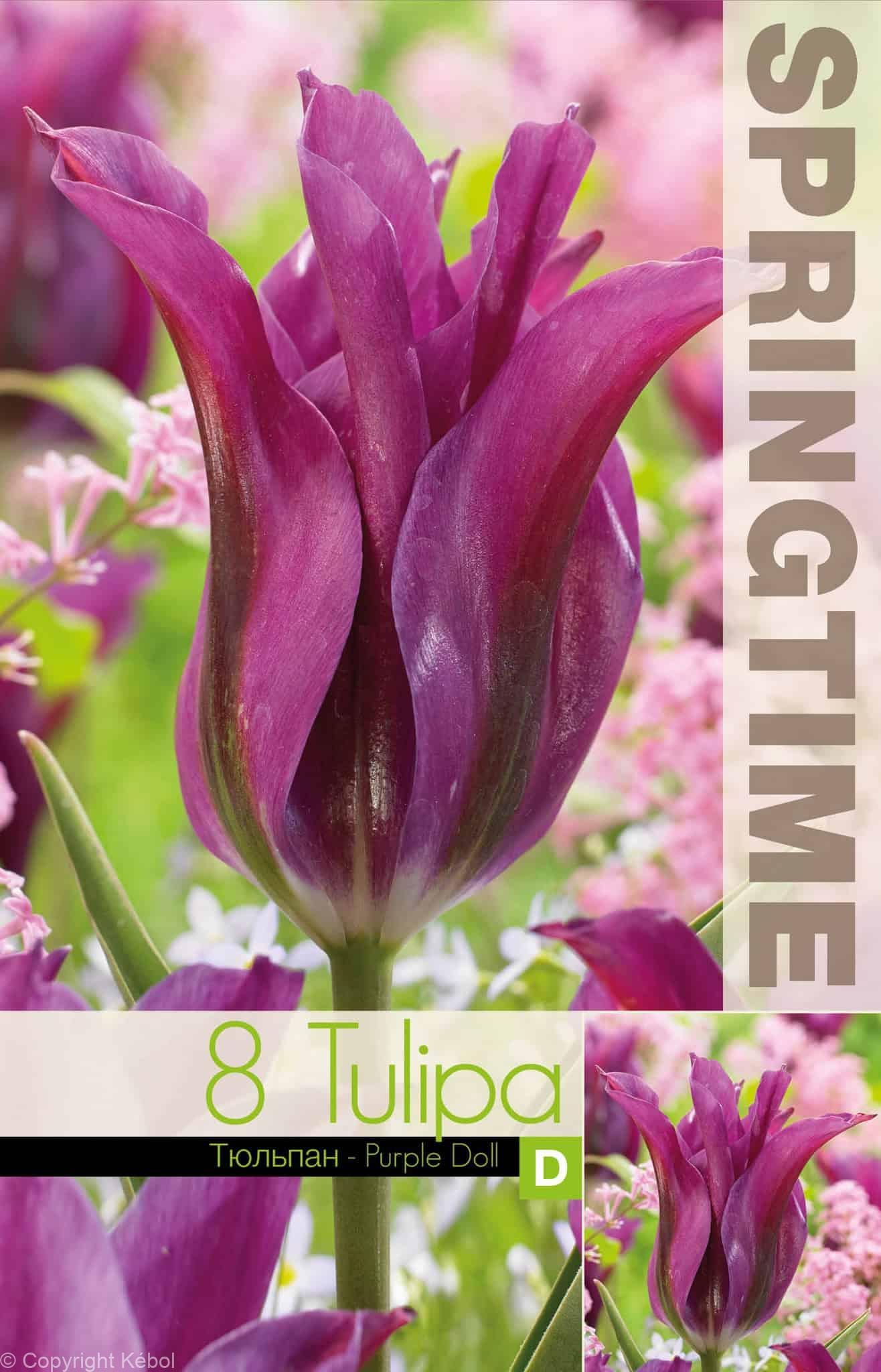Tulipa Purple Doll - RB