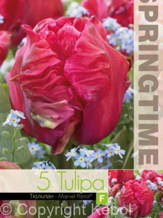 Tulipa Marvel Parrot - RB
