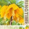 Fritillaria Imp. Striped Beauty - RB