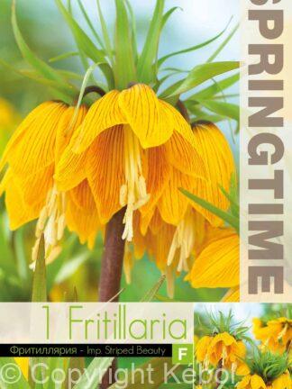 Fritillaria Imp. Striped Beauty - RB