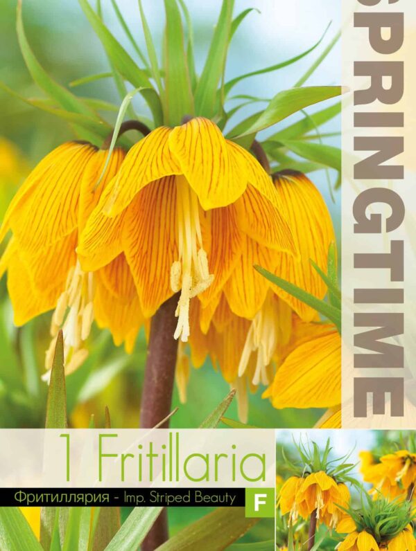 Fritillaria Imp. Striped Beauty - RB