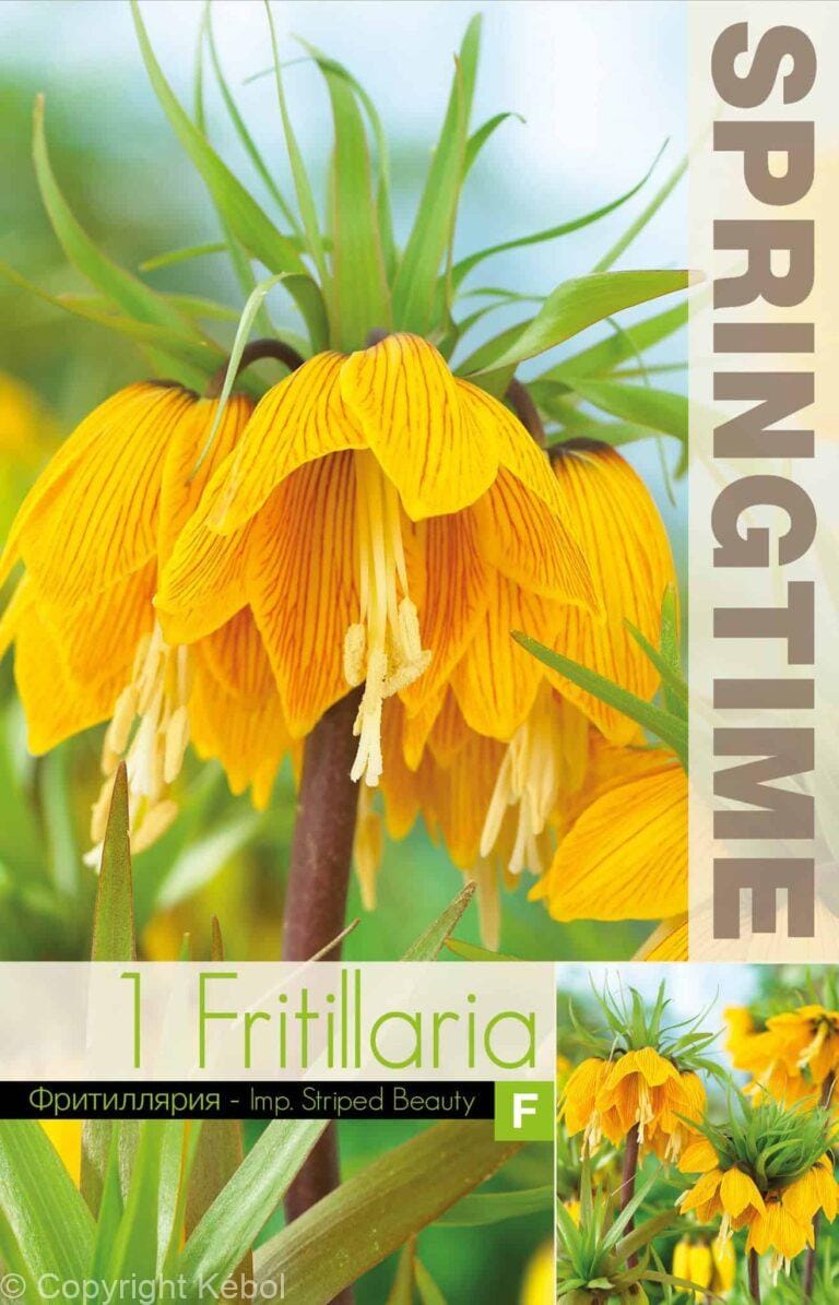 Fritillaria Imp. Striped Beauty - RB