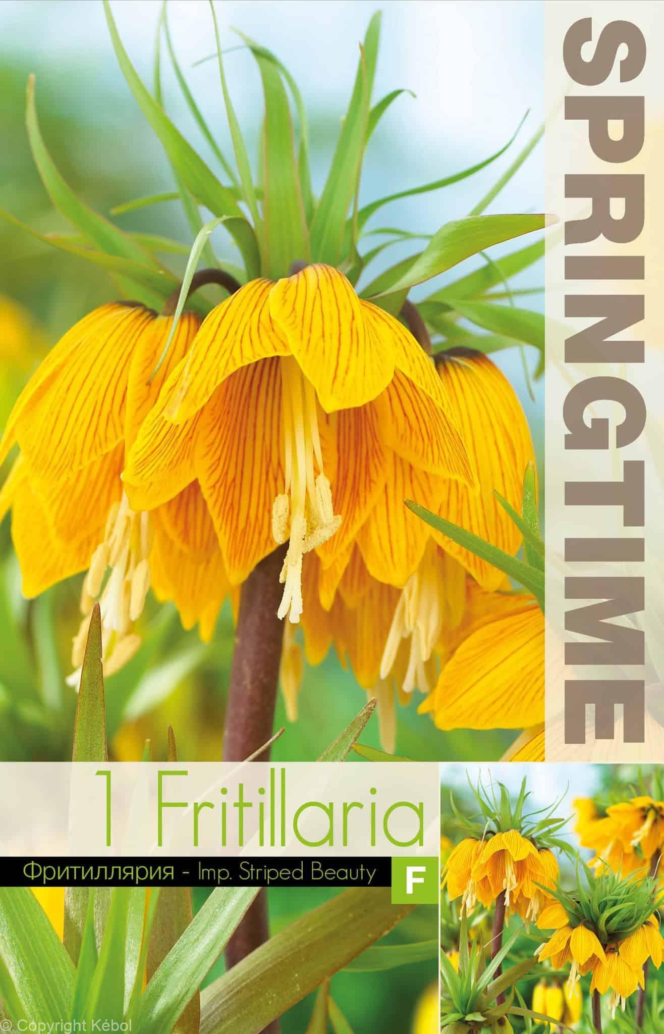 Fritillaria Imp. Striped Beauty - RB