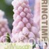Muscari Pink Sunrise - RB