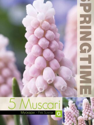 Muscari Pink Sunrise - RB