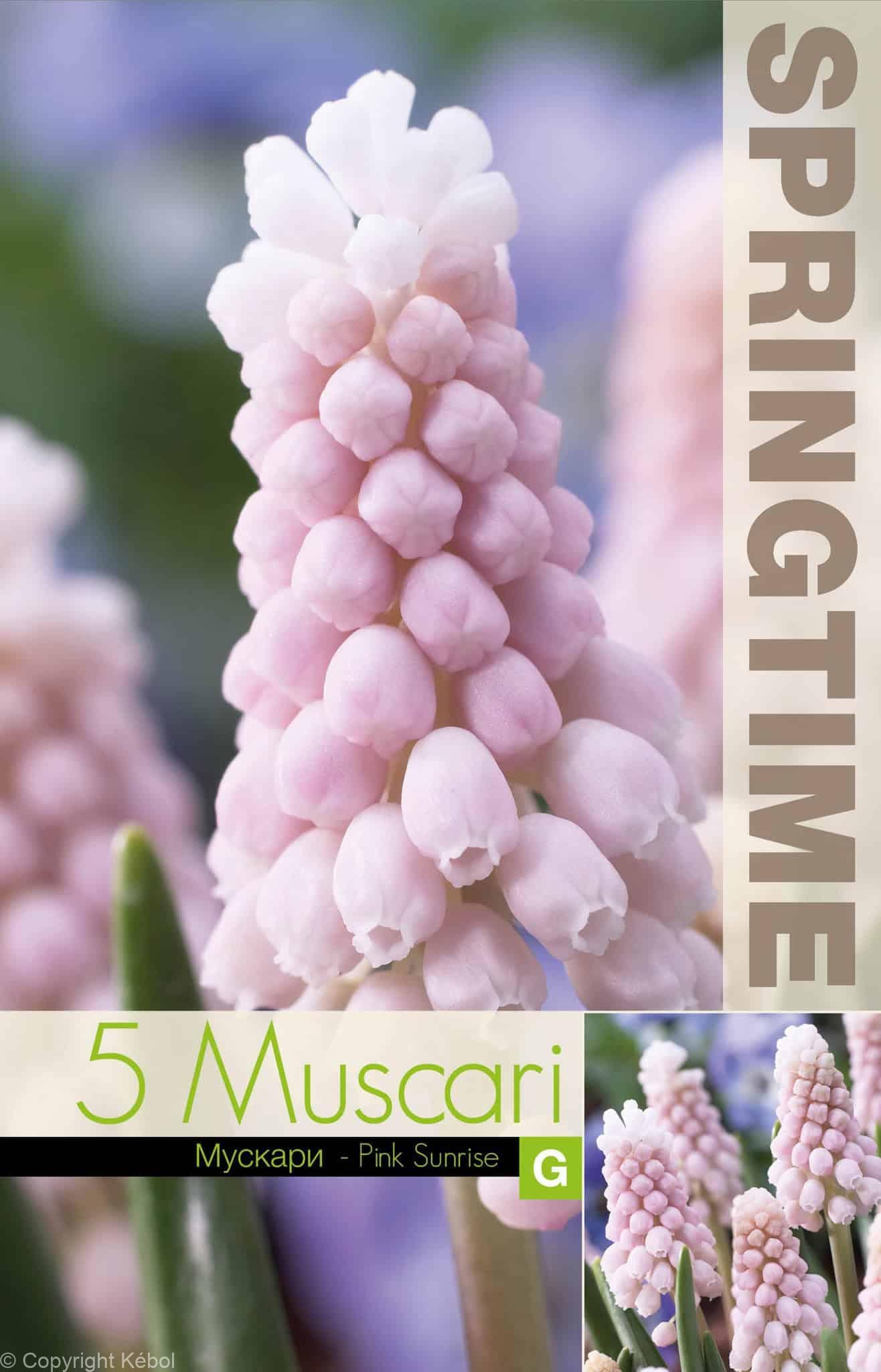 Muscari Pink Sunrise - RB