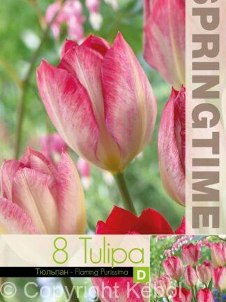 Tulipa Flaming Purissima - RB