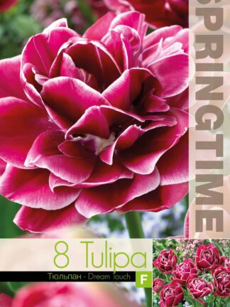 Tulipa Dream Touch - RB