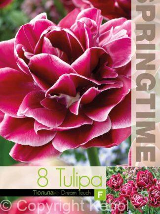 Tulipa Dream Touch - RB