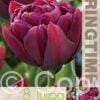Tulipa Alison Bradley - RB