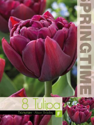 Tulipa Alison Bradley - RB