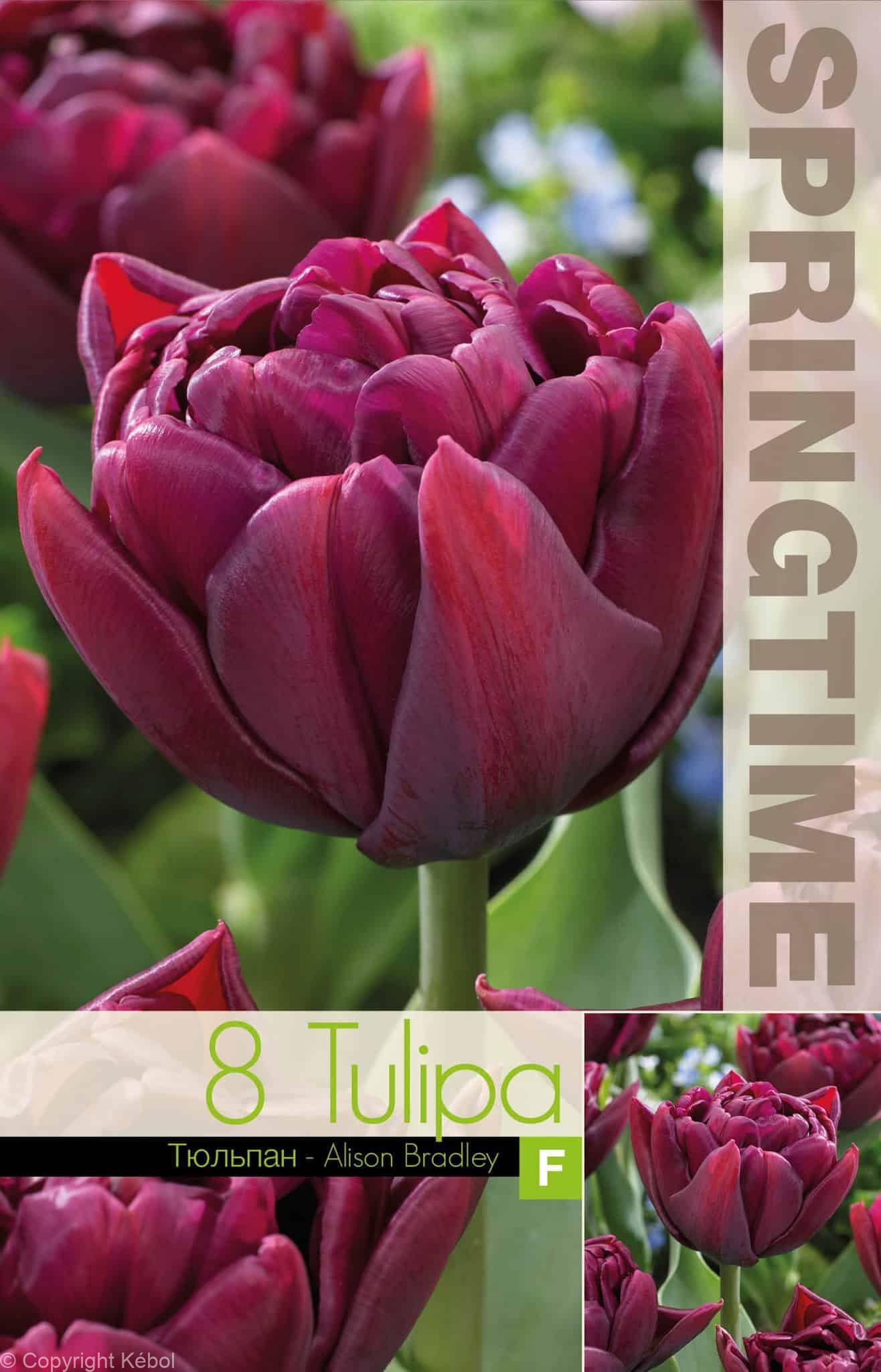 Tulipa Alison Bradley - RB