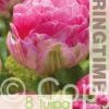 Tulipa Pinksize - RB