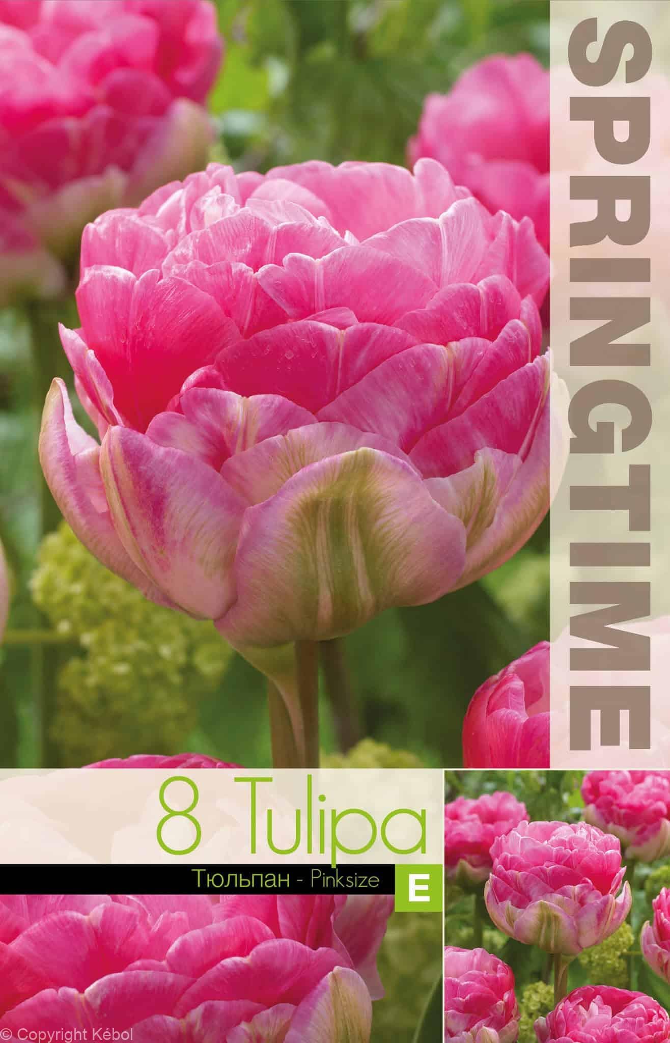 Tulipa Pinksize - RB