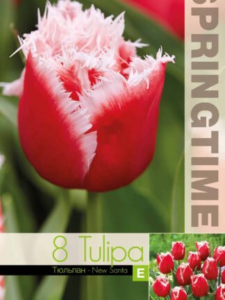 Tulipa New Santa - RB