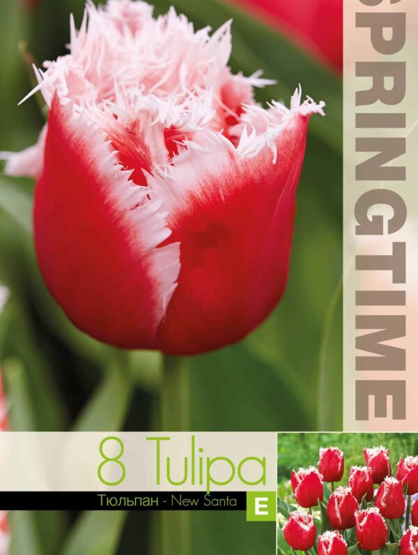 Tulipa New Santa - RB