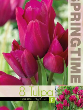 Tulipa Night Club - RB