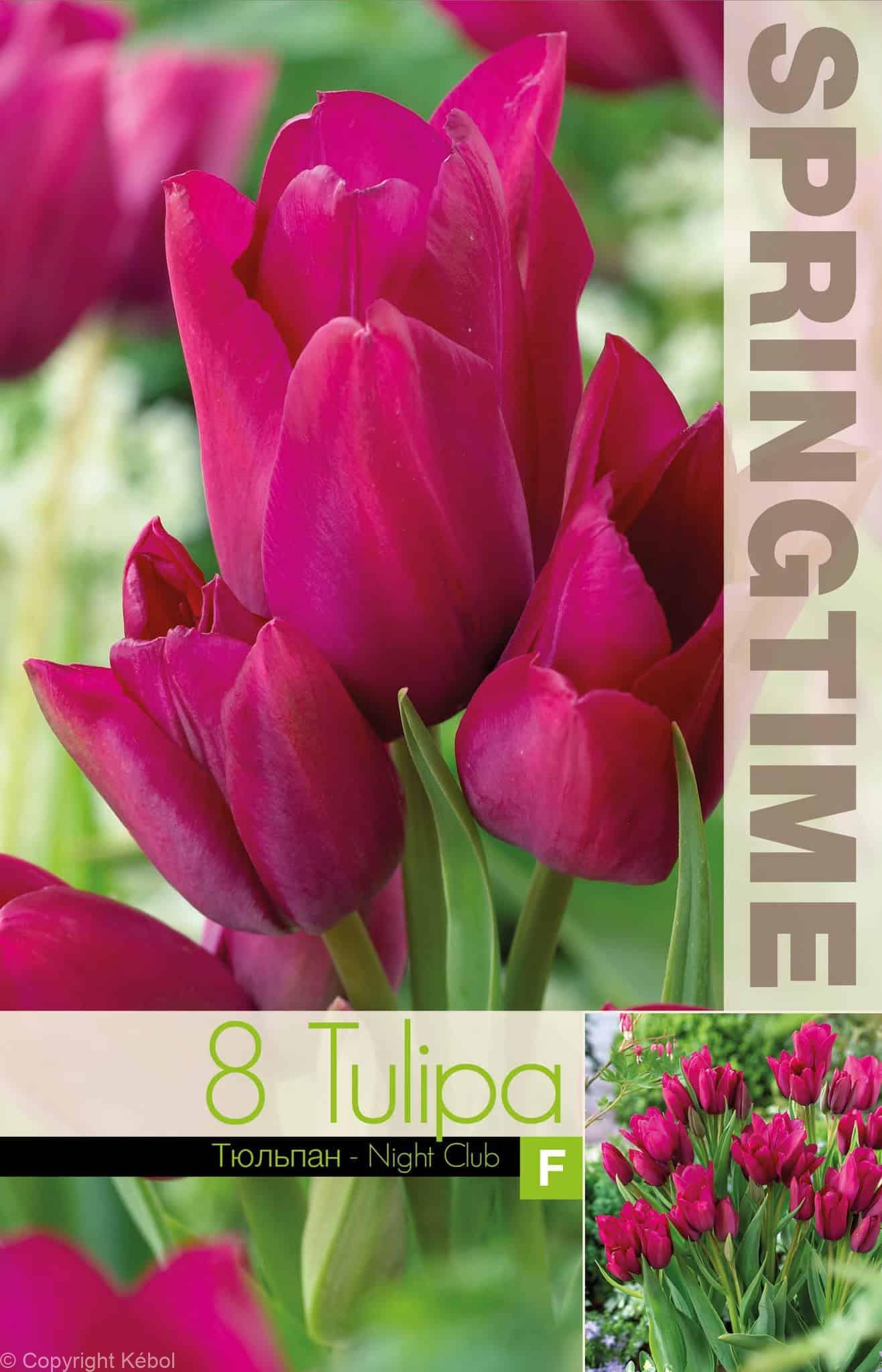 Tulipa Night Club - RB