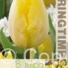 Tulipa Sunny Prince - RB