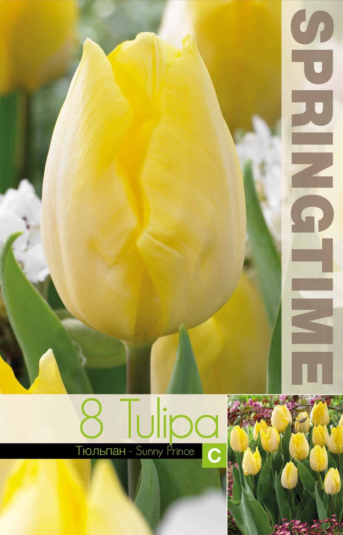 Tulipa Sunny Prince - RB