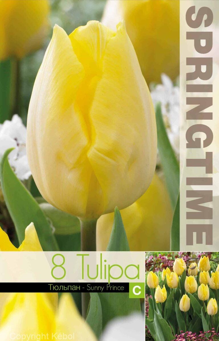 Tulipa Sunny Prince - RB