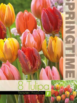 Tulipa Princess Mixed - RB