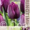 Tulipa Deep Purple Rock - RB