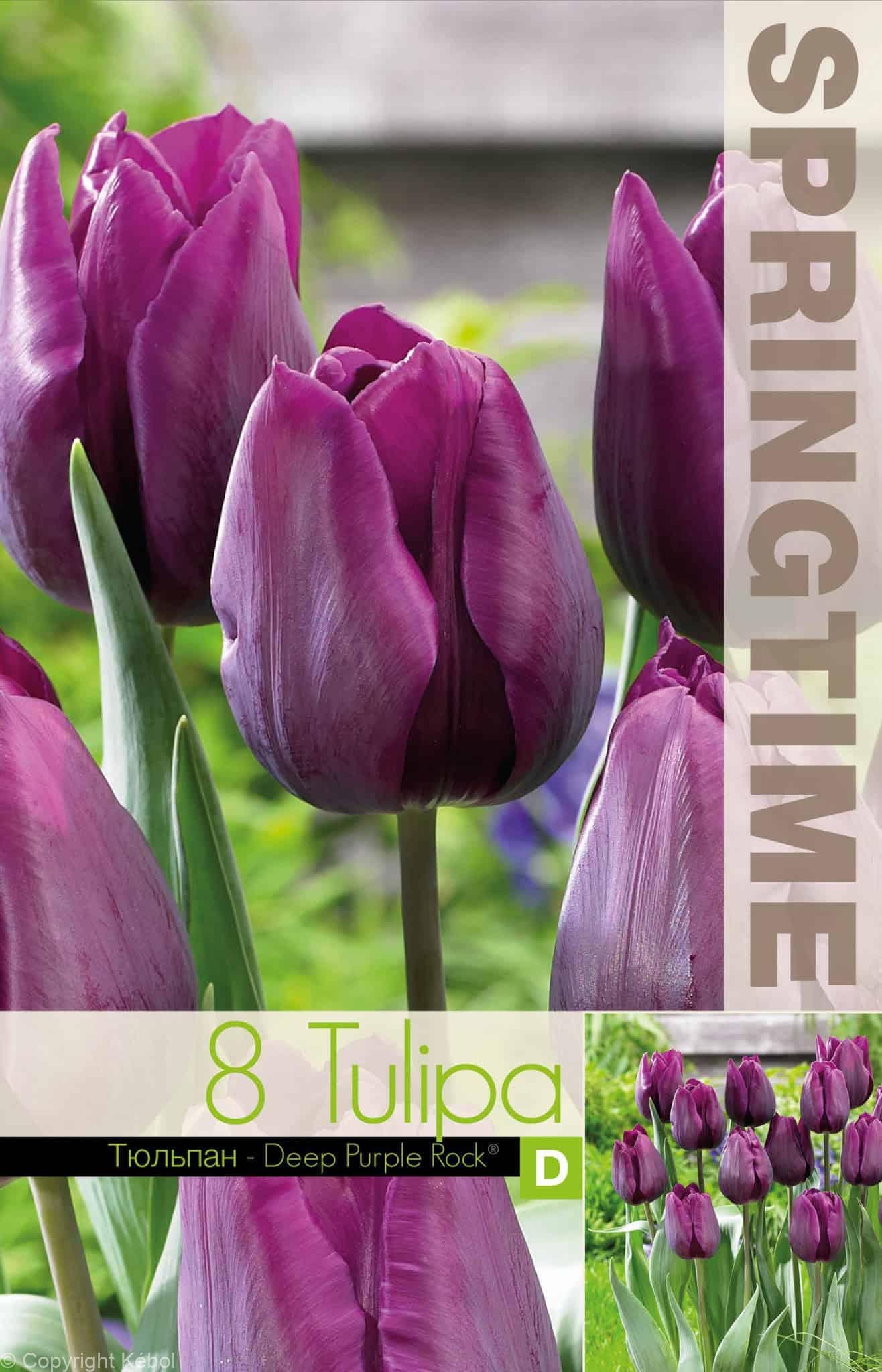 Tulipa Deep Purple Rock - RB
