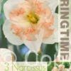 Narcissus Pink Wonder - RB