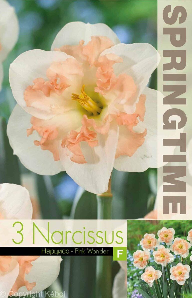 Narcissus Pink Wonder - RB