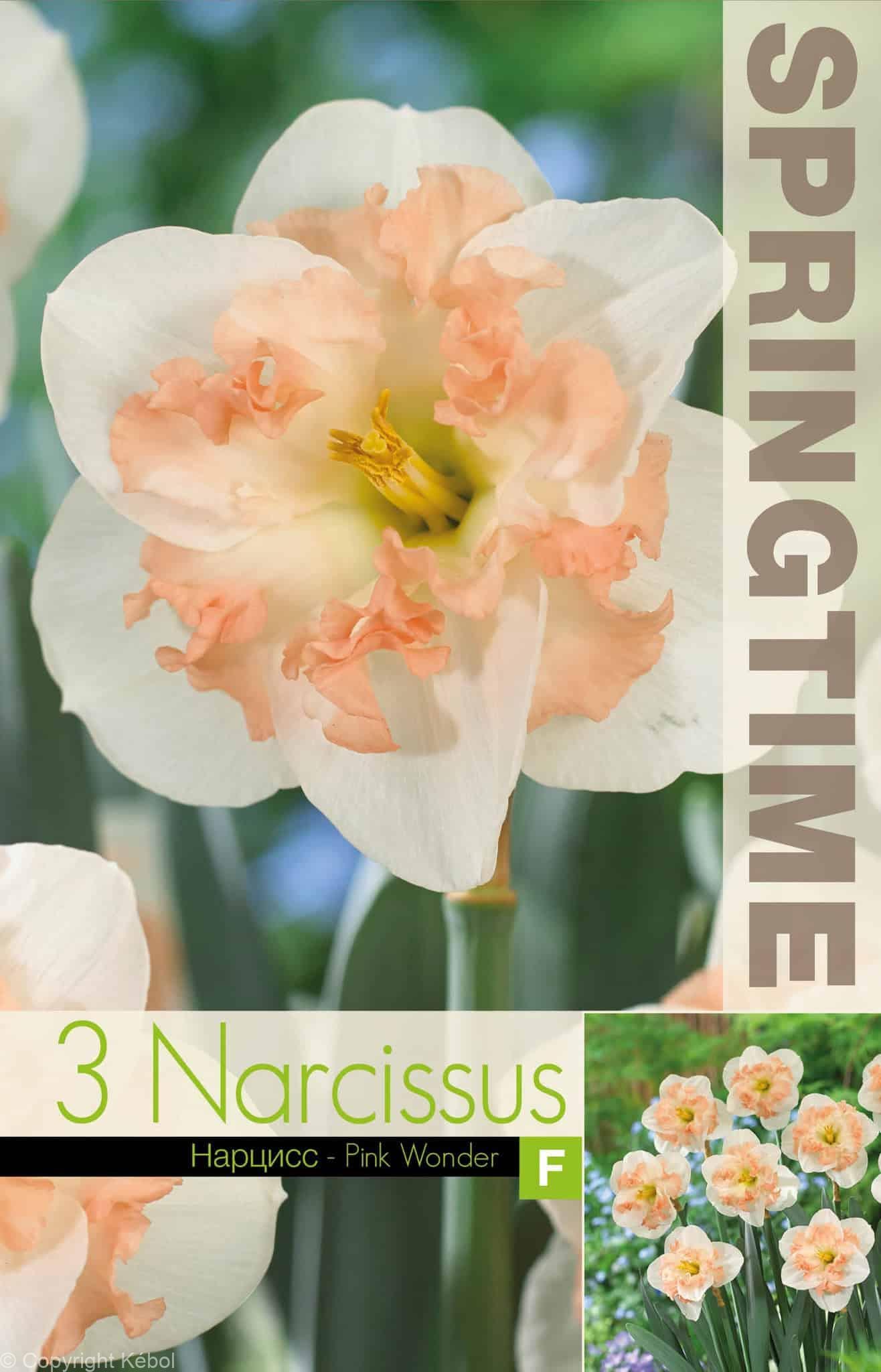 Narcissus Pink Wonder - RB