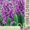 Hyacinthus Miss Saigon - RB