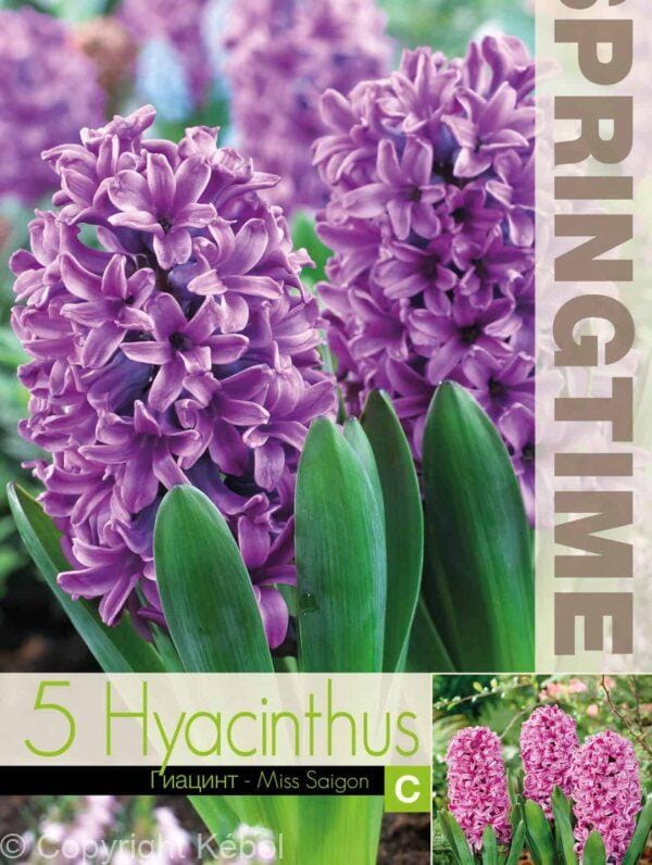 Hyacinthus Miss Saigon - RB