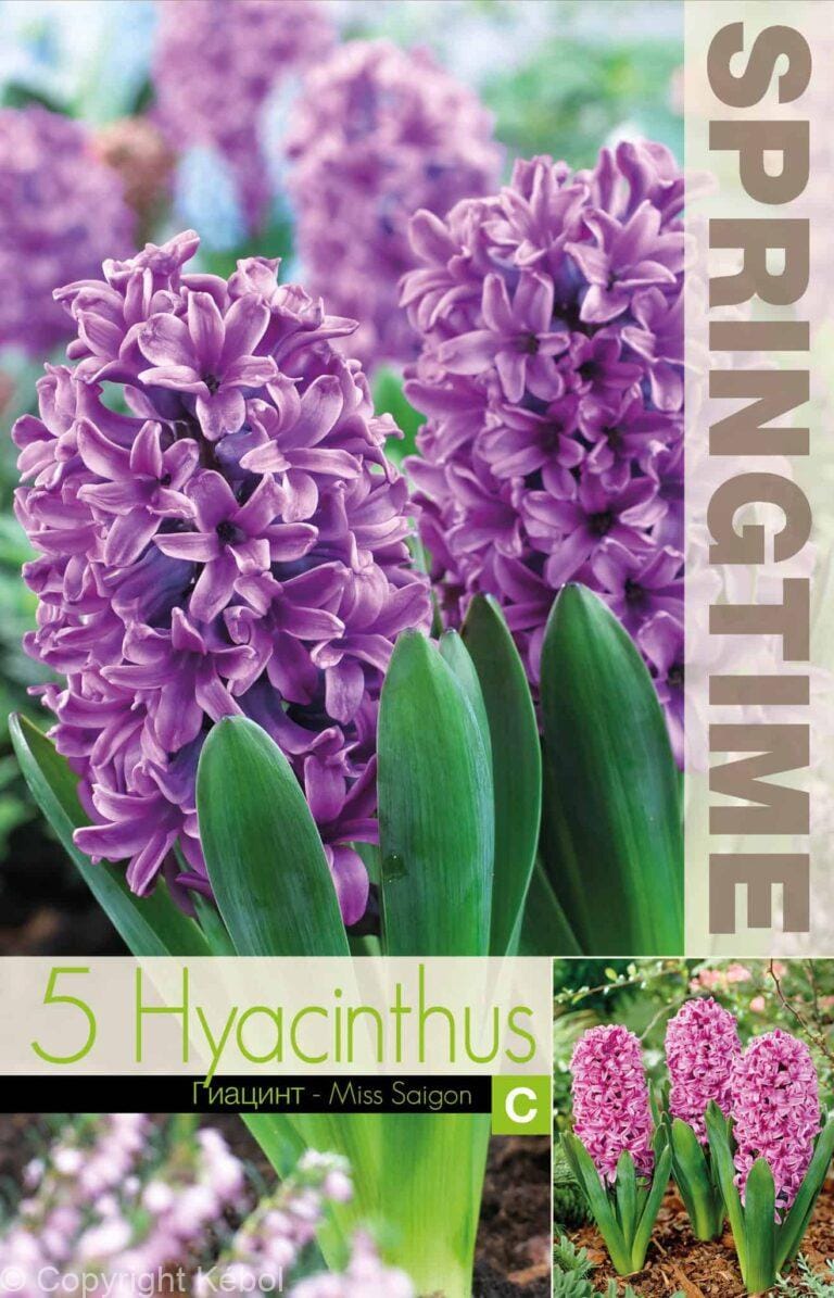 Hyacinthus Miss Saigon - RB