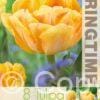Tulipa Foxy Foxtrot - RB