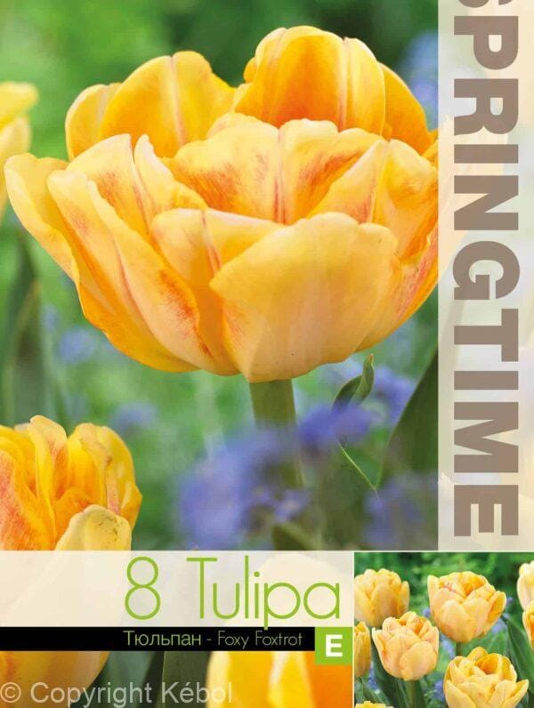 Tulipa Foxy Foxtrot - RB