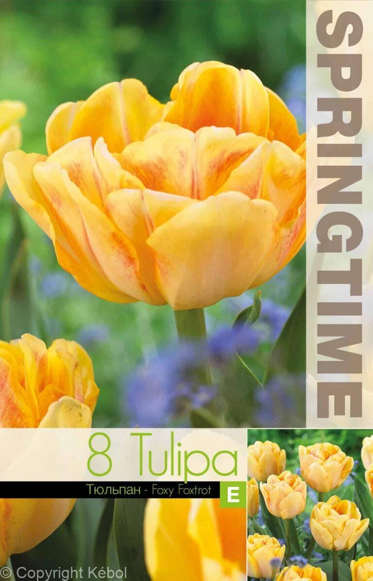 Tulipa Foxy Foxtrot - RB