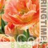 Tulipa Charming Beauty - RB