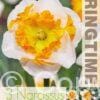 Narcissus Love Call - RB