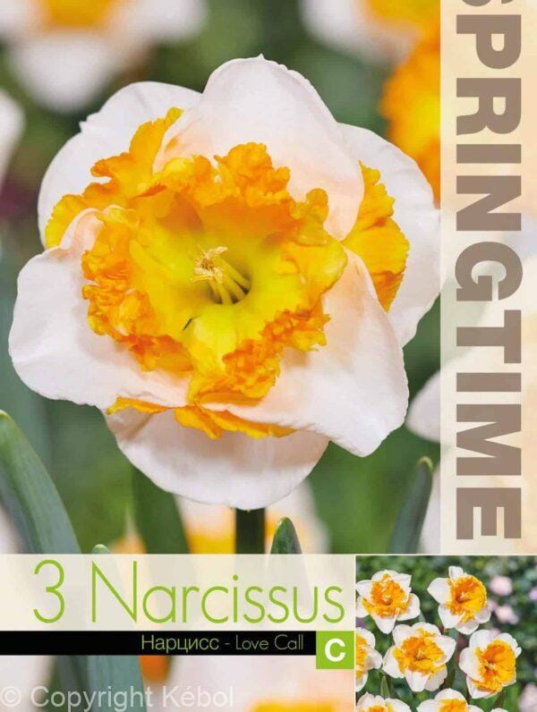 Narcissus Love Call - RB